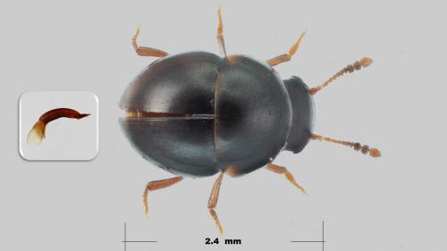Agathidium laevigatum